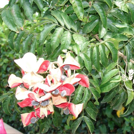 Black pearl tree - Seeds