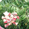 Black pearl tree - Seeds