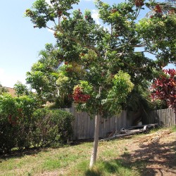 Black pearl tree - Seeds