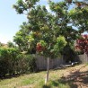 Black pearl tree - Seeds