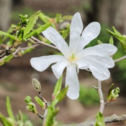 Star magnolia - Seeds