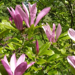 Purple magnolia - Seeds