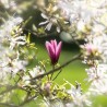 Purple magnolia - Seeds
