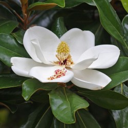 Magnolia grandiflora - Seeds