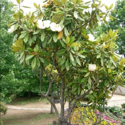 Magnolia grandiflora - Seeds