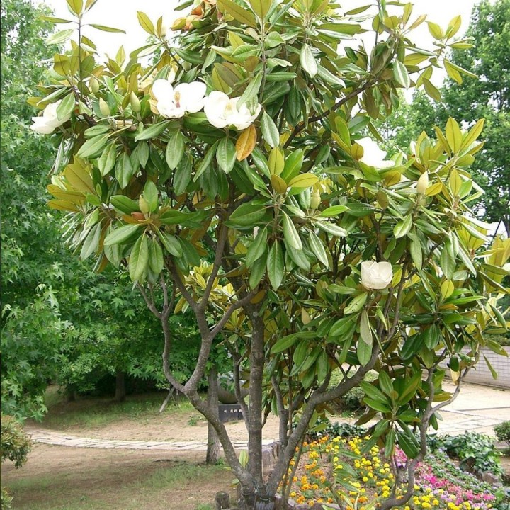 Magnolia grandiflora - Seeds