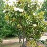 Magnolia grandiflora - Seeds