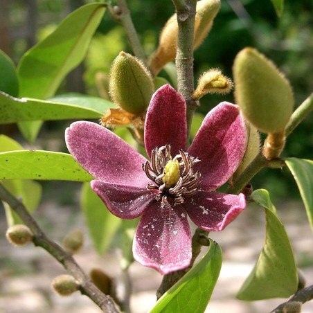 Banana shrub - Seeds Banana shrub - Seeds