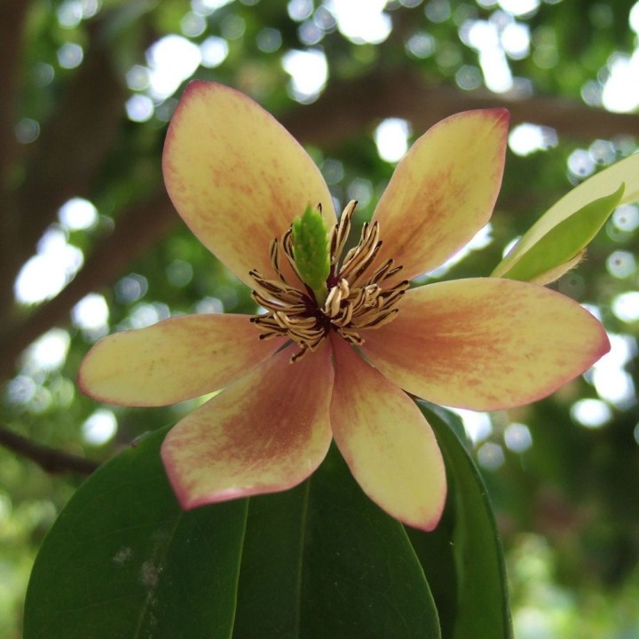 Banana shrub - Seeds