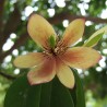 Banana shrub - Seeds