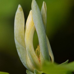 Cucumber magnolia - Seeds
