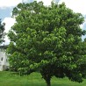 Cucumber magnolia - Seeds