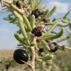 Black Gojiberry - Seeds