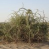 Black Gojiberry - Seeds
