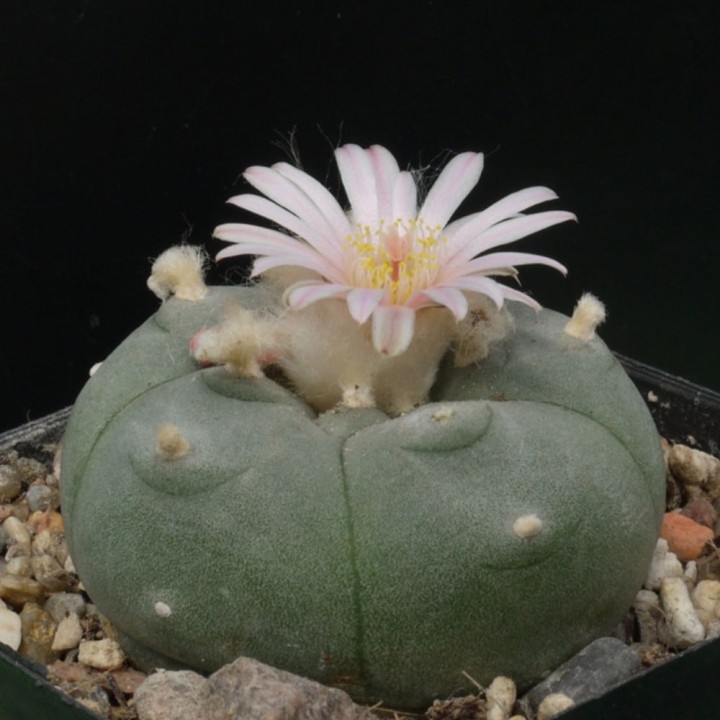 Peyote cactus - Seeds