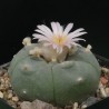 Peyote cactus - Seeds