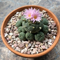 Peyote cactus - Seeds