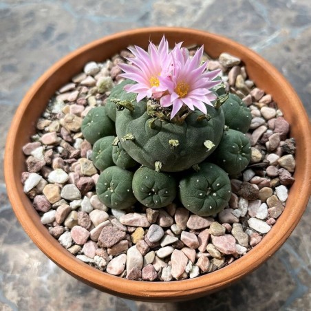 Peyote cactus - Seeds