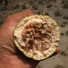 Elephant Apple - Seeds