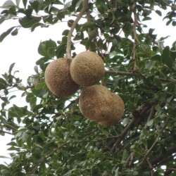 Elephant Apple - Seeds
