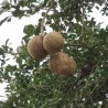 Elephant Apple - Seeds