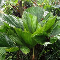 Ruffled fan palm - Seeds