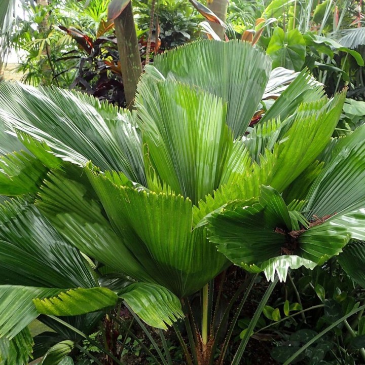 Ruffled fan palm - Seeds