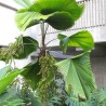 Ruffled fan palm - Seeds