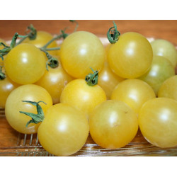 Tomate Cherry White - Sobre 35 semillas