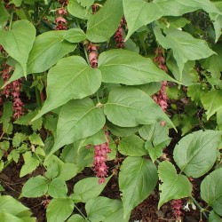 Himalayan honeysuckle - Seeds