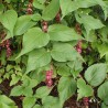 Himalayan honeysuckle - Seeds