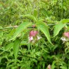 Himalayan honeysuckle - Seeds