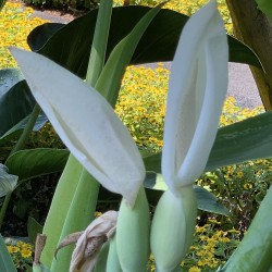 Leucocasia gigantea 'Thailand Giant' - Seeds