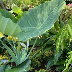 Leucocasia gigantea 'Thailand Giant' - Seeds