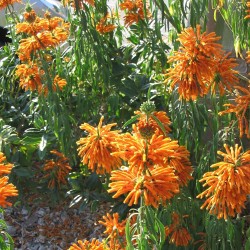 Lion's tail - Seeds