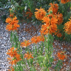 Lion's tail - Seeds