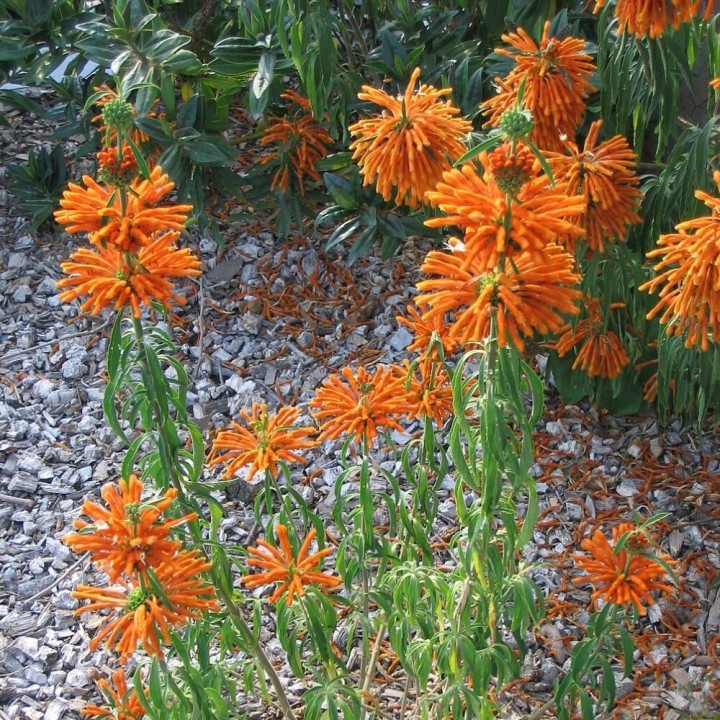 Lion's tail - Seeds