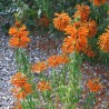 Lion's tail - Seeds
