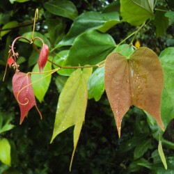 Climbing Orchid Tree - Seeds