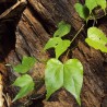 Climbing Orchid Tree - Seeds
