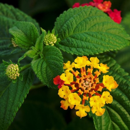 Common Lantana - Seeds Common Lantana - Seeds