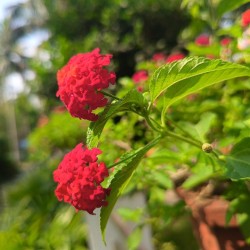 Common Lantana - Seeds