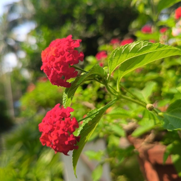 Common Lantana - Seeds