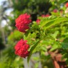 Common Lantana - Seeds