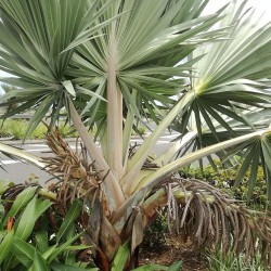 Blue latan palm - Seeds