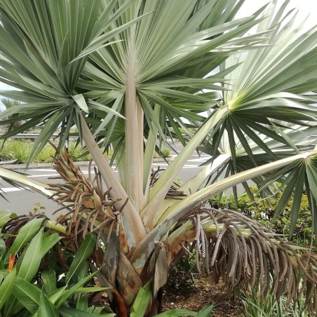 Blue latan palm - Seeds