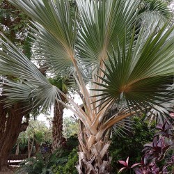 Blue latan palm - Seeds