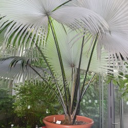 White Elephant Palm - Seeds