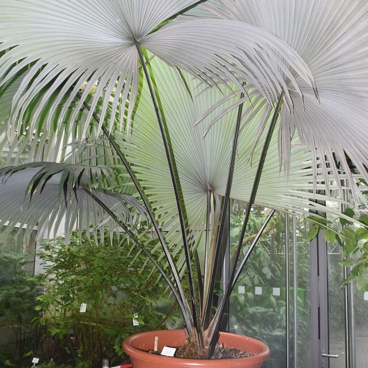 White Elephant Palm - Seeds