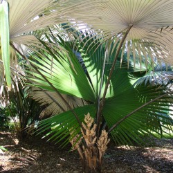 White Elephant Palm - Seeds